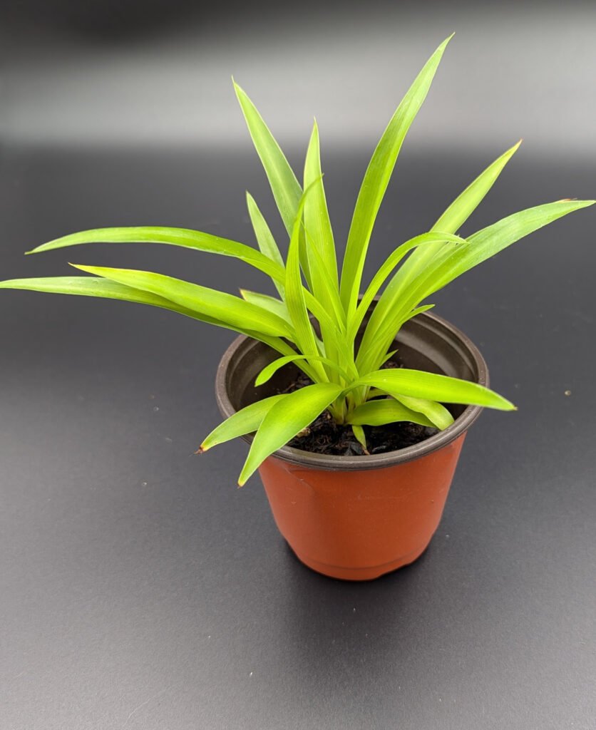 Baby Spider Plant